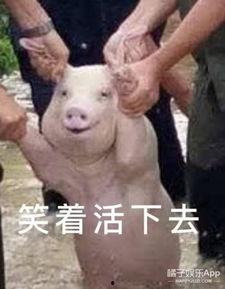 网红猪猪呢 的真名,揭秘网红猪猪呢背后的真名故事